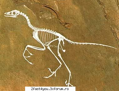 Era dinozaurilor - Nume: Archaeopteryx (ark-e-OP-ter-icks) - Chat Room