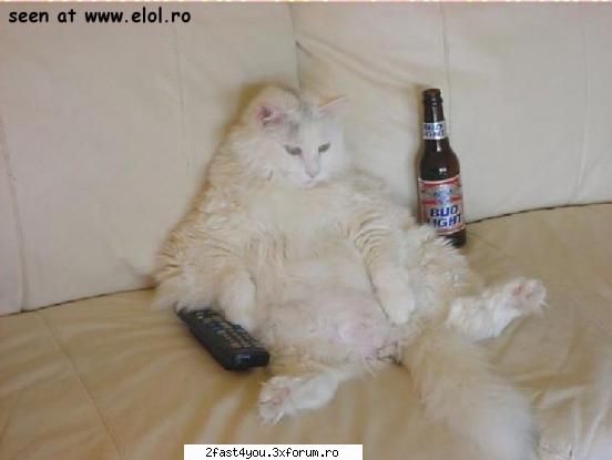 Poze haioase - Idol intre pisici! - Blog